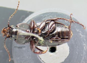 Media type: image;   Entomology 5653 Aspect: habitus ventral view